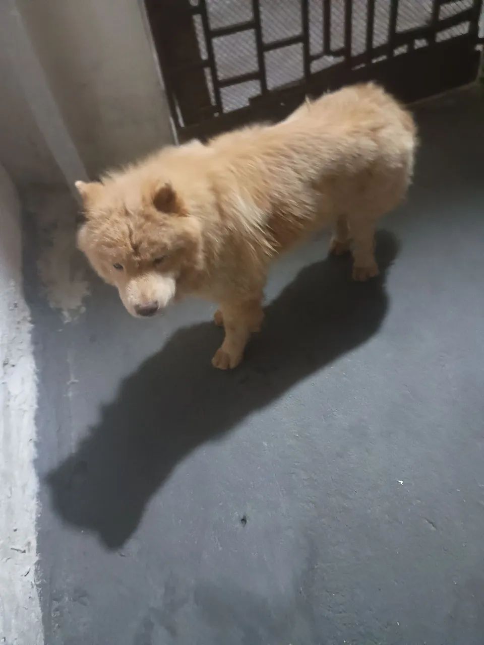 Cachorro Chow-Chow