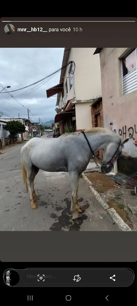 Cavalo branco para venda - Foto 3