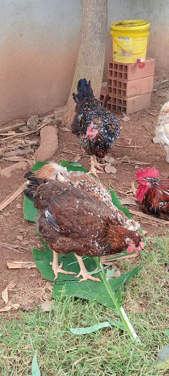 Galinha sertaneja balão  - Foto 2