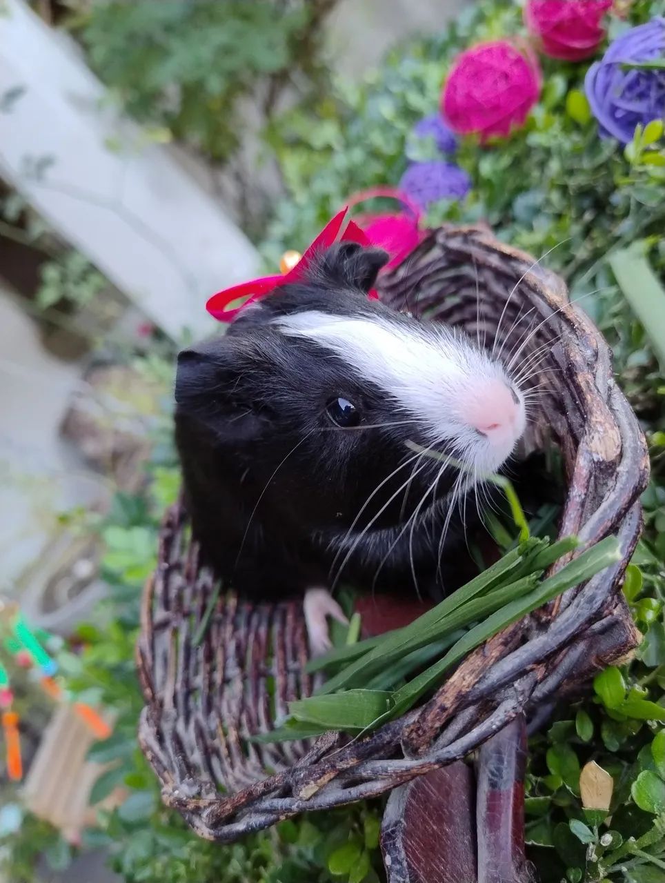 Porquinho da índia disponível  - Foto 5