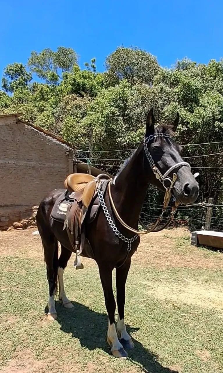 EGUINHA LUXOOO (marcha picada) - Foto 3