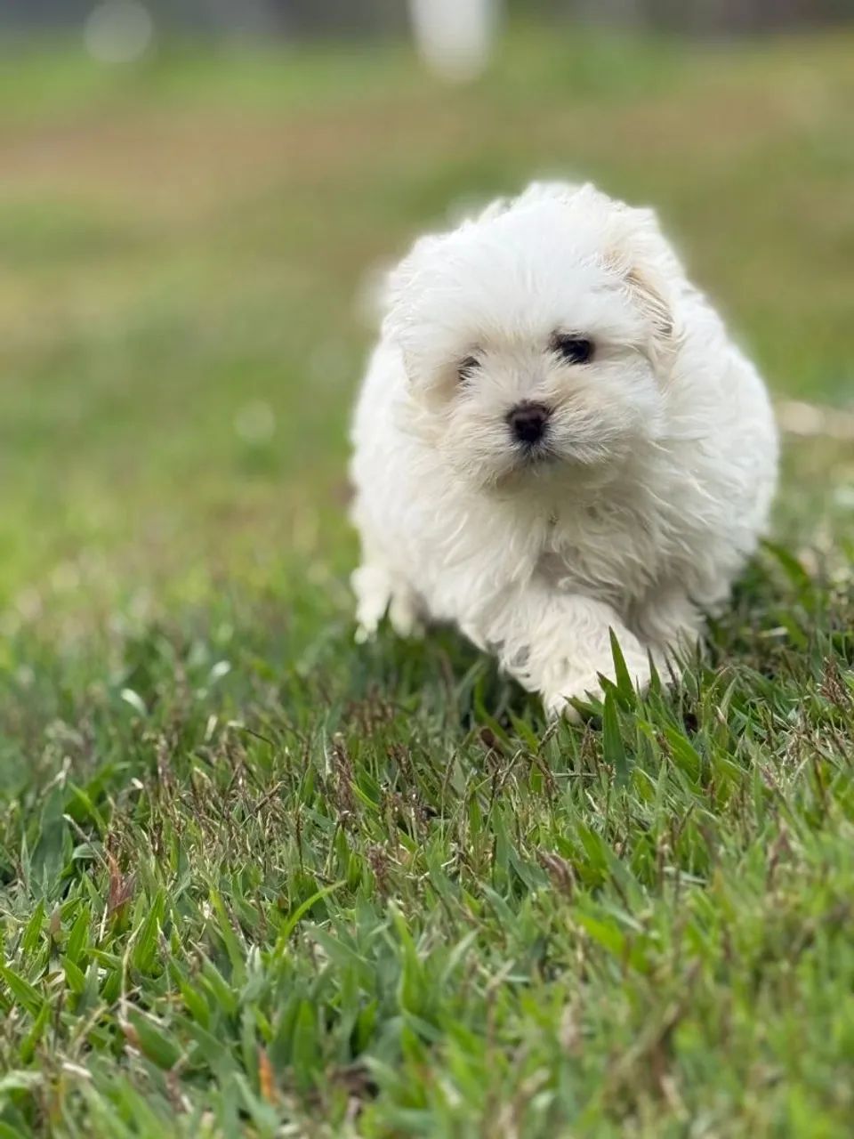 Maltês Filhote Fofo