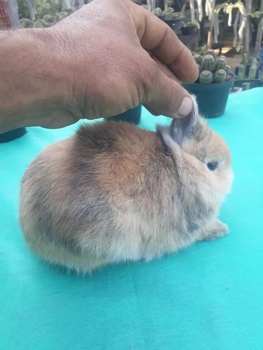 Coelho anão importado harlequim padrão show  - Foto 2