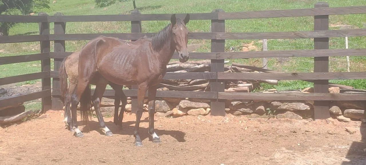 Vendo égua com potro - Foto 5