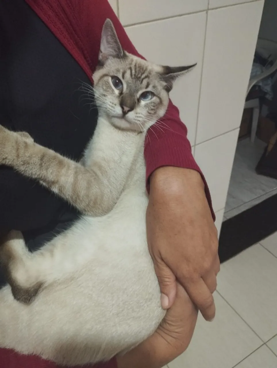 Doação Gatinho Macho (~7 meses)