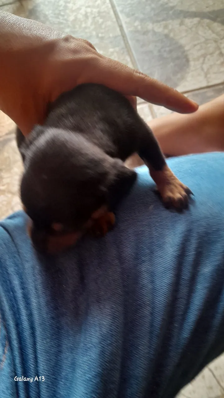 Filhote de pinscher n:1