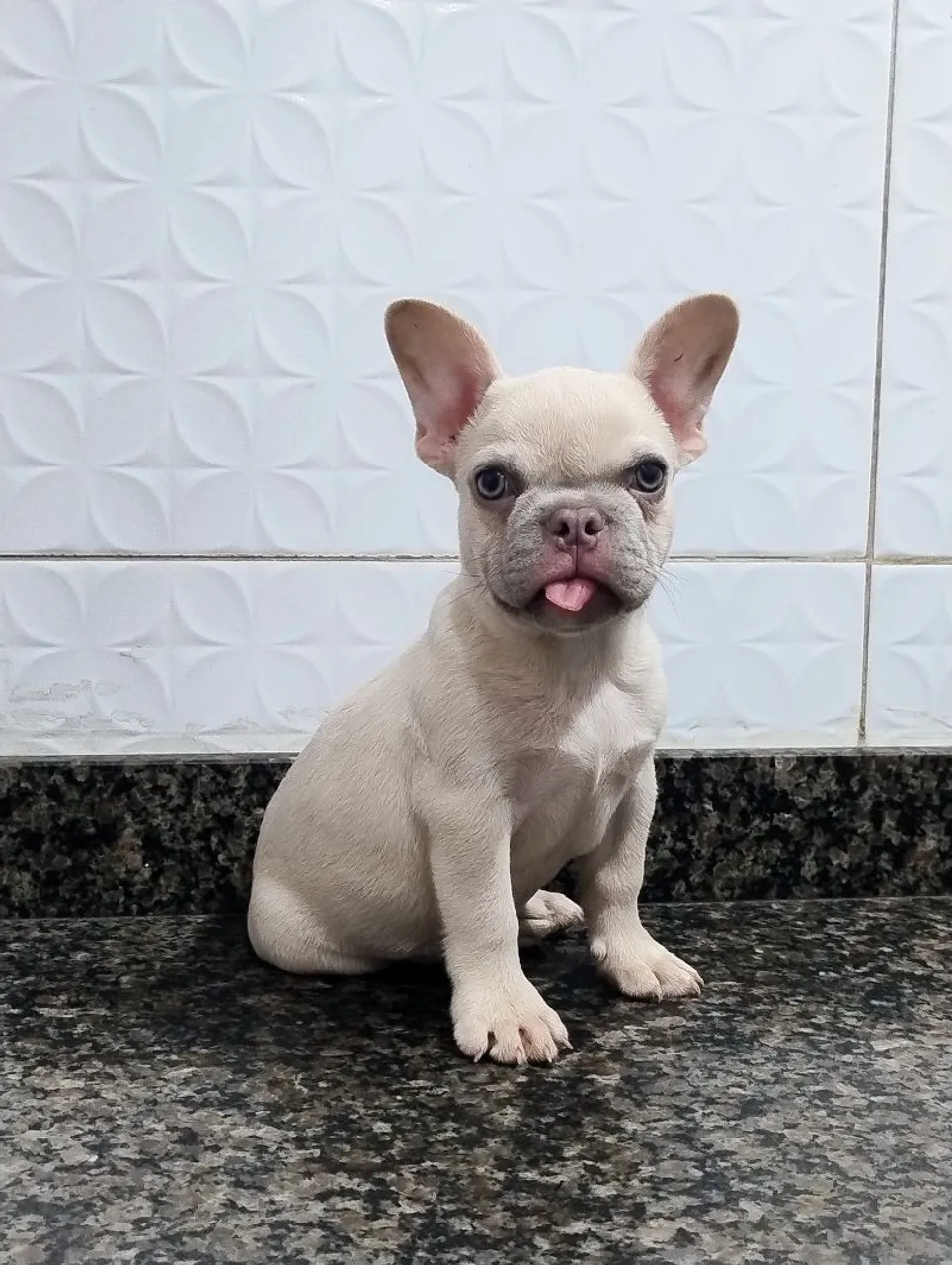 Filhote de Bulldog Francês - Fofo e Charmoso!