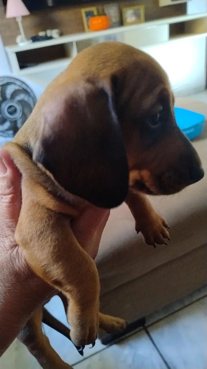 Filhotes de Dachshund disponíveis - Foto 5