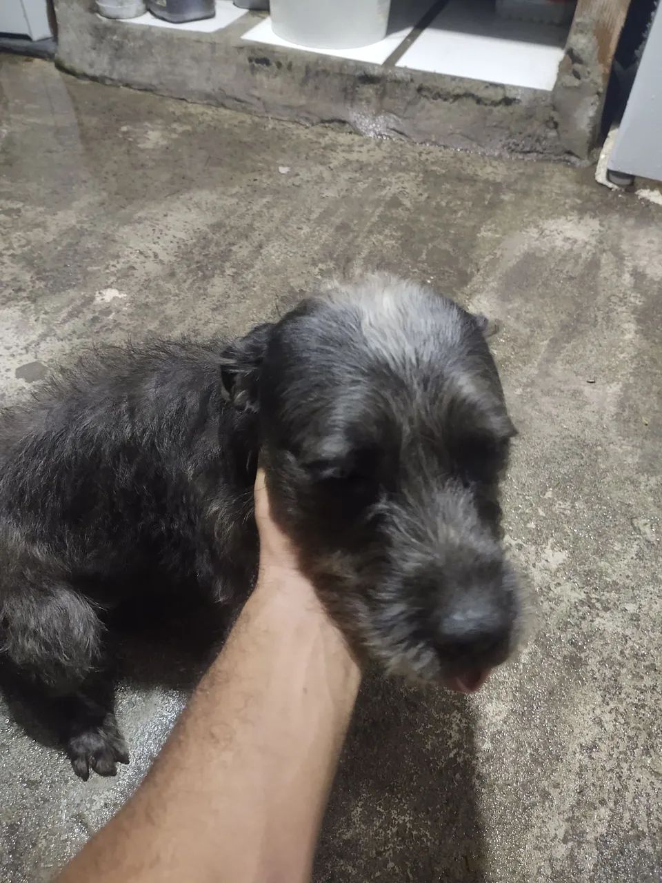 Doas esse cachorro macho ele é docio  - Foto 2