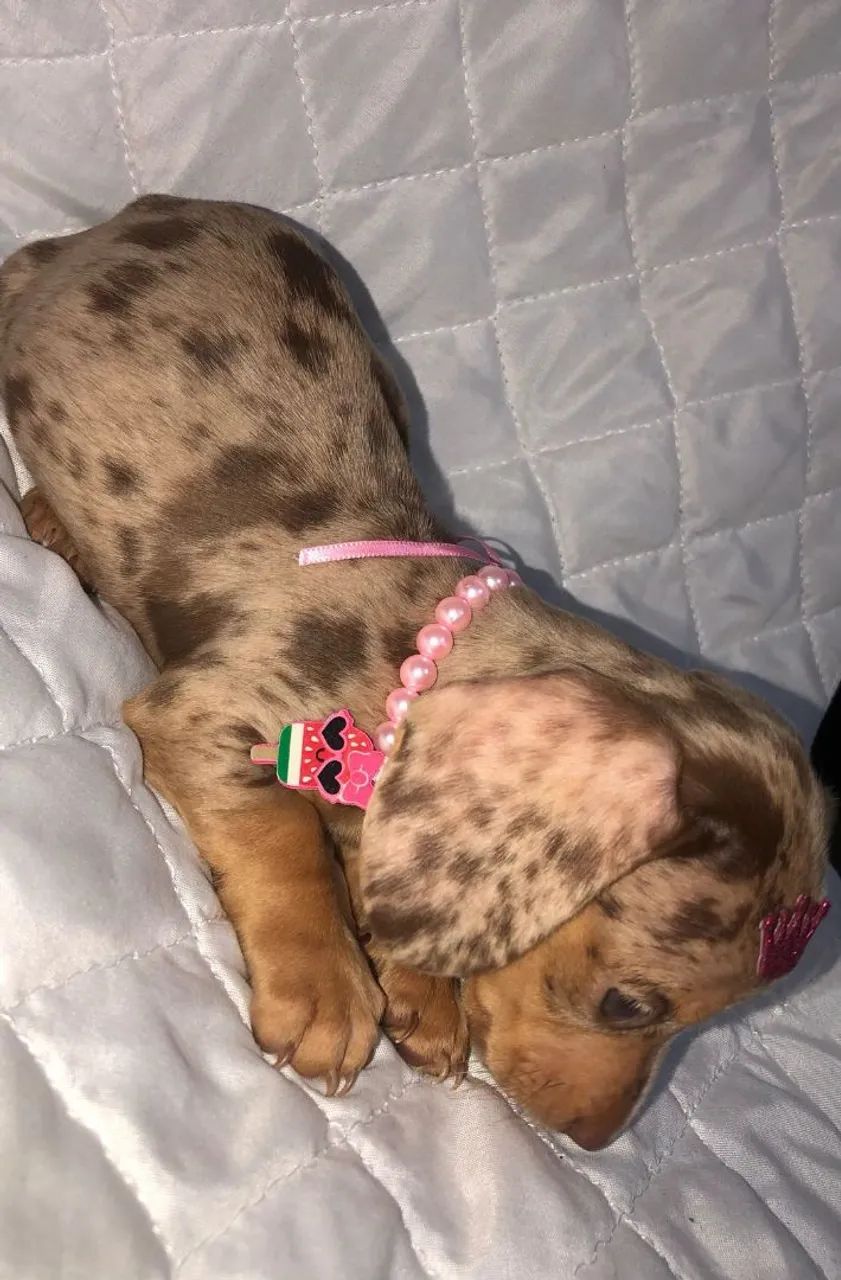 Filhote de Teckel Dachshund,Cofap,Basset, salsicha  - Foto 5