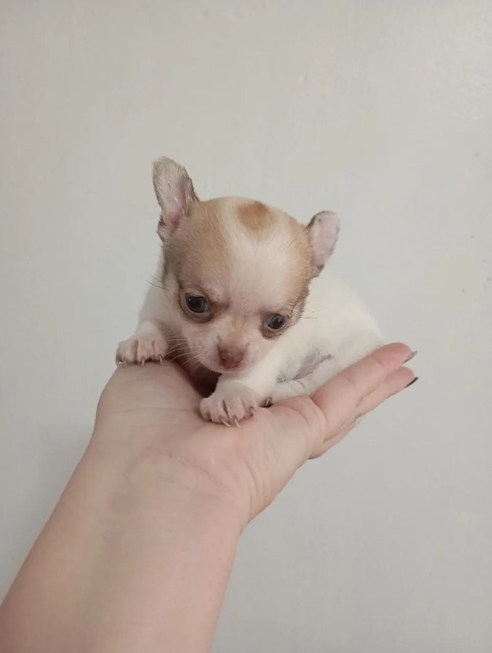 Chihuahua fêmea Mine 