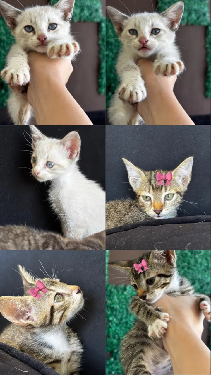 GATOS PARA DOAÇÃO 