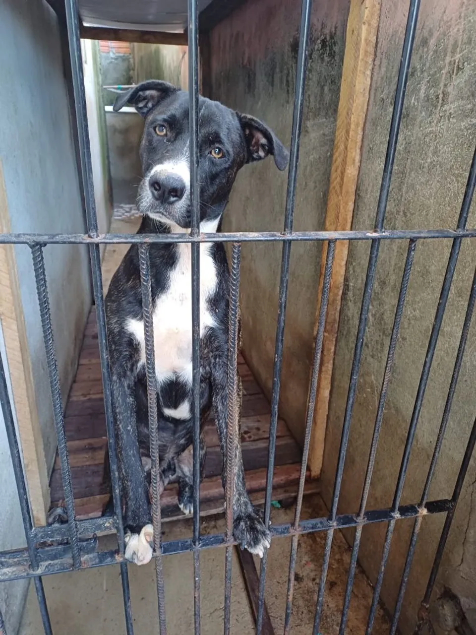 Cachorro disponível para adoção