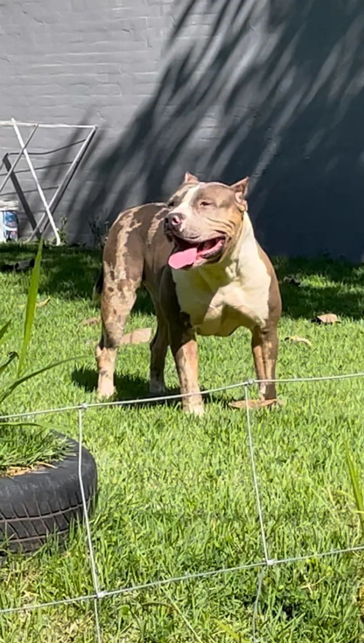 Filhotes de Pit Monster  - Foto 6