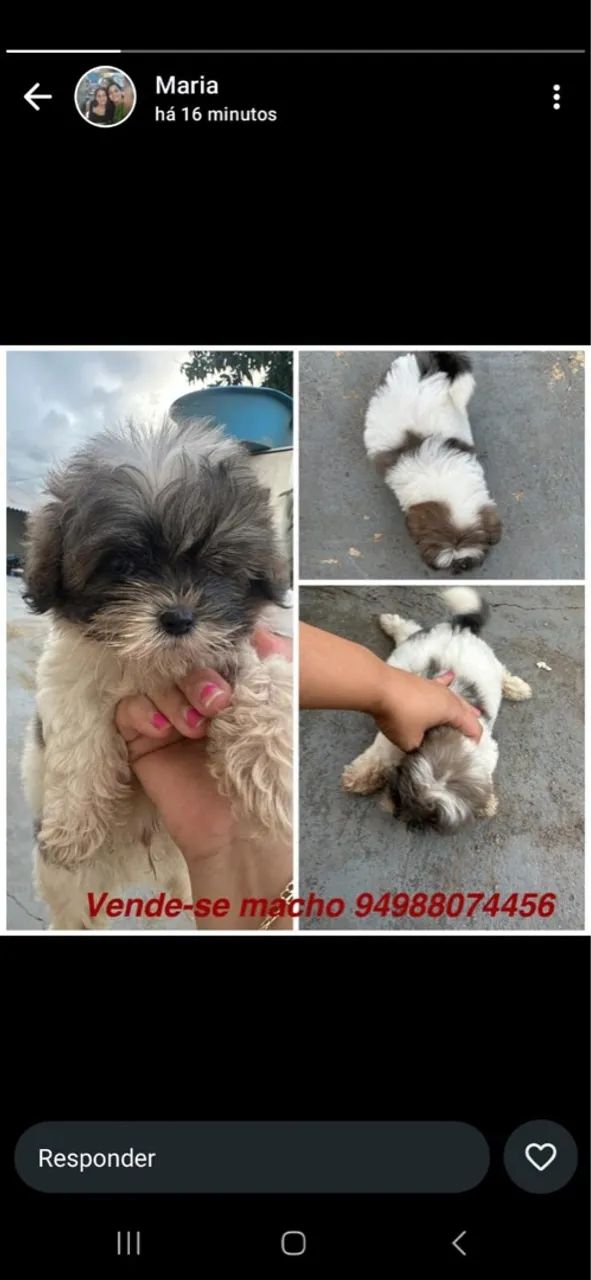 Filhotes Shih Tzu Macho