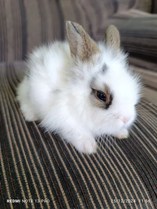 Vende-se Mini coelhos  - Foto 2