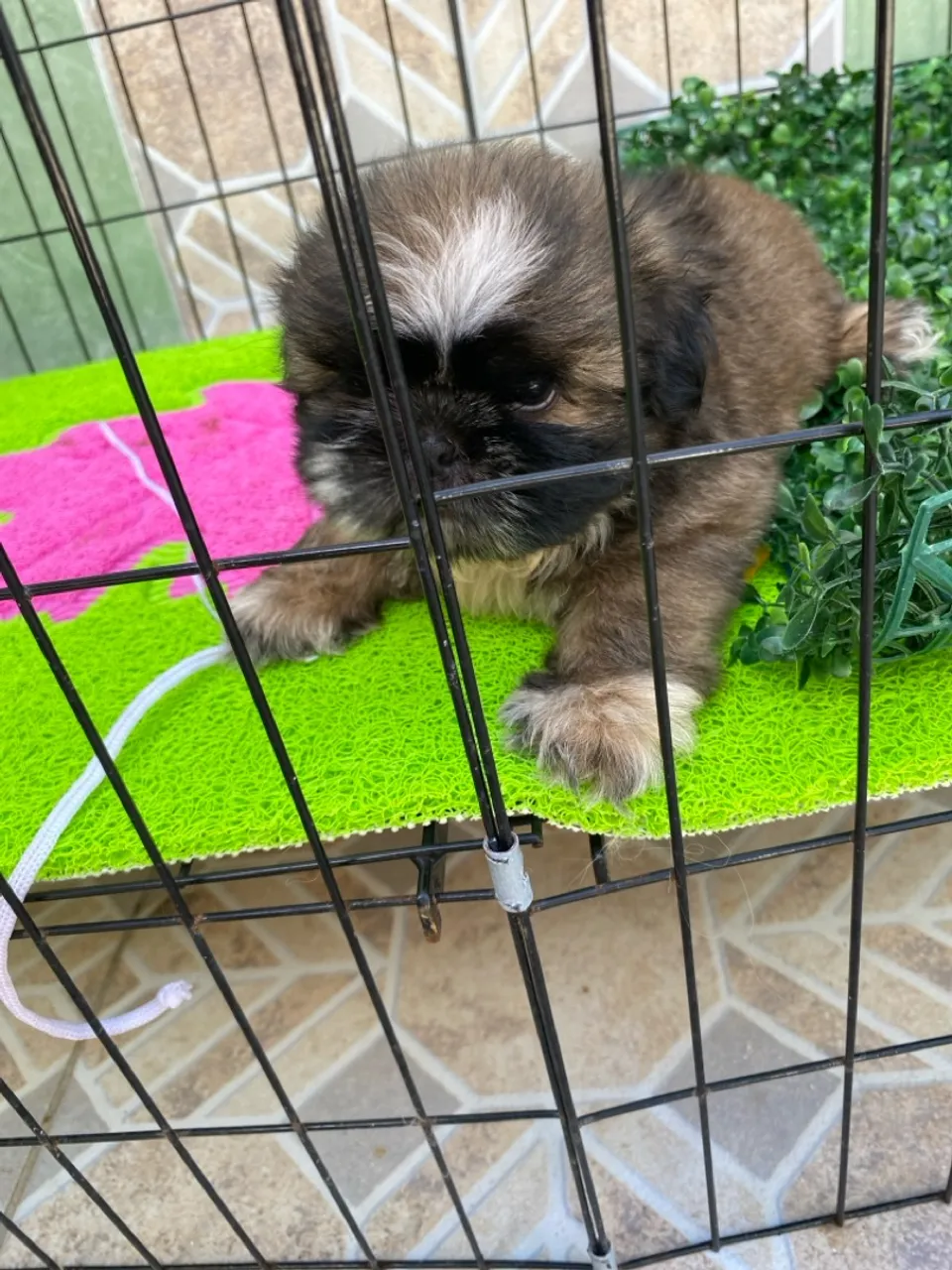 Filhote Shih Tzu ,bem pequeno
