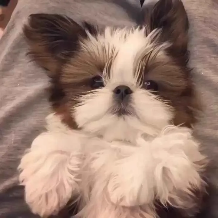 Filhote Shih Tzu, Diga adeus à solidão!