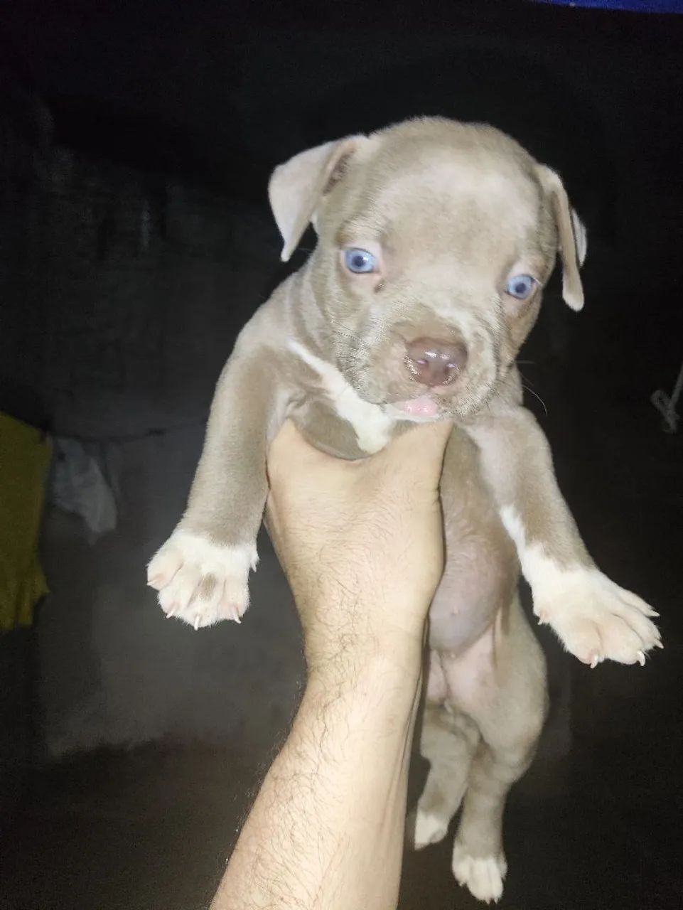 Pitmonster de verdade  - Foto 2