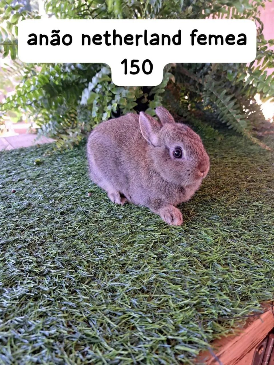 mini coelhos disponíveis  - Foto 6