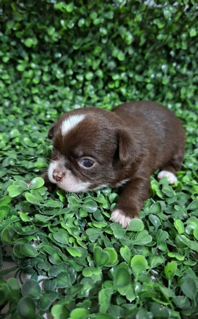 Chihuahua meigo e puro - Foto 2