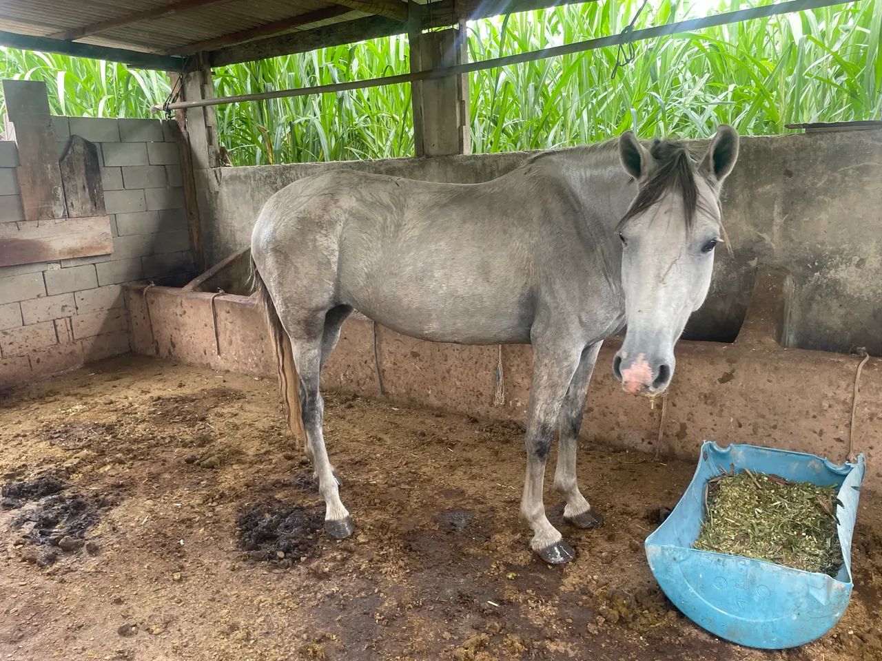 Égua mangalarga 