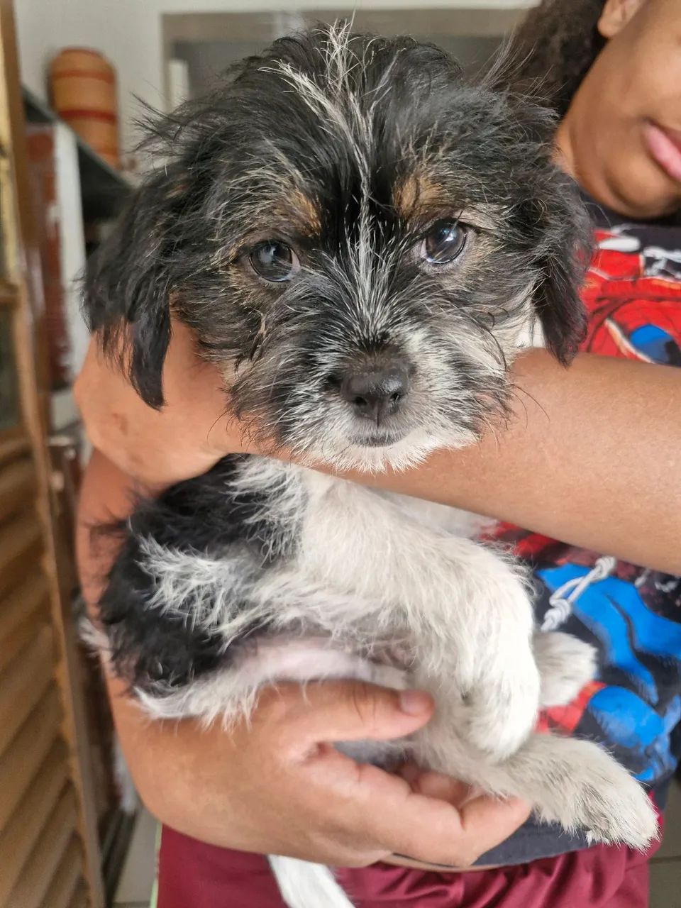 Shih tzu macho com 90 dias