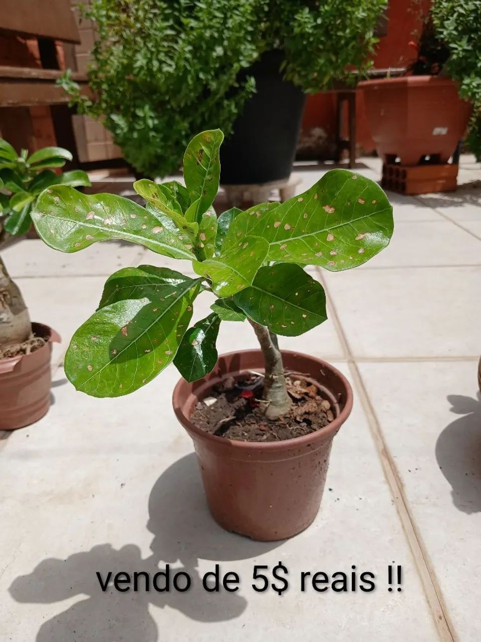 Plantas do deserto  - Foto 3
