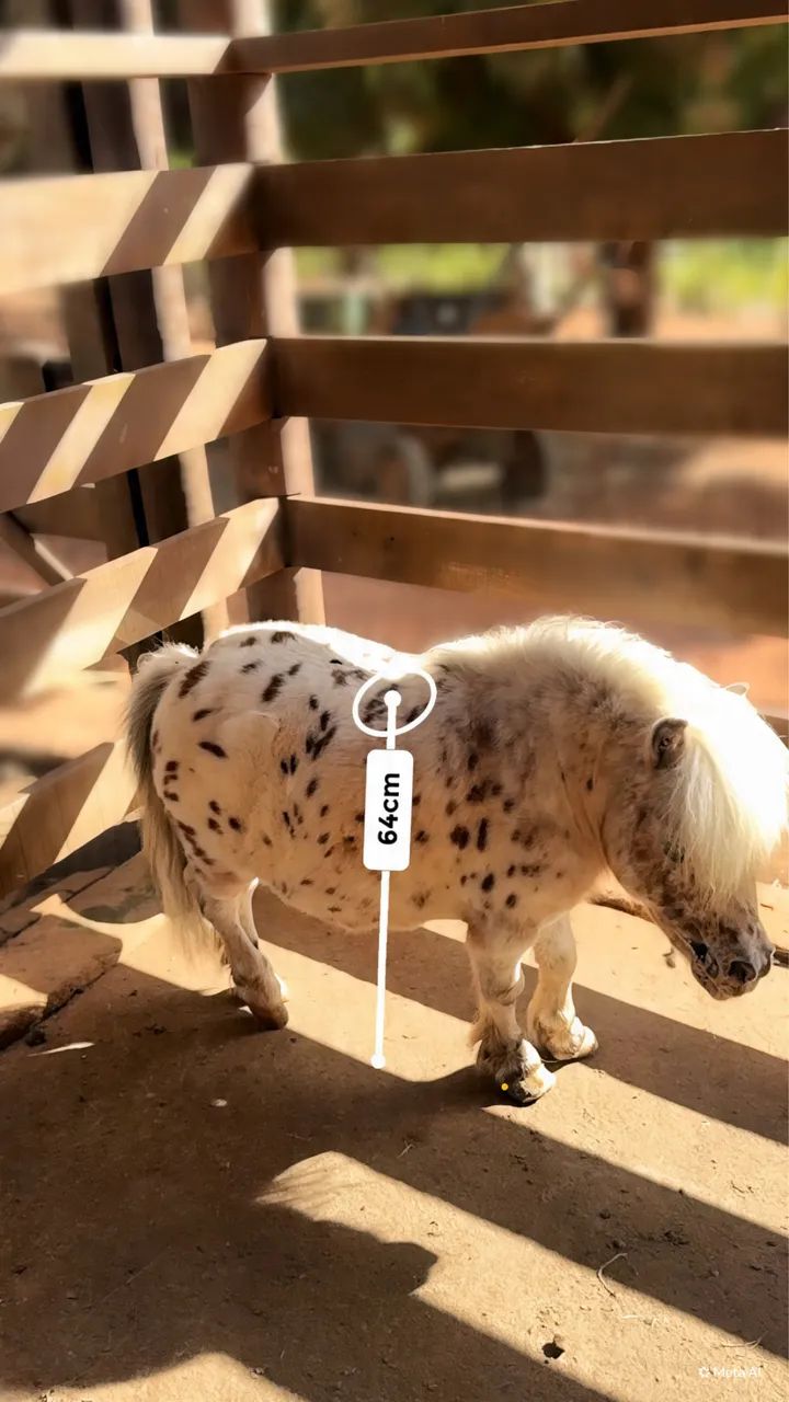 Micro Pônei 