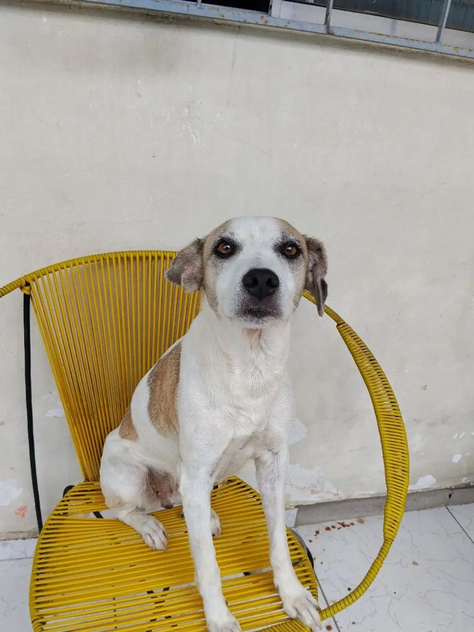 Cadela para adoção  - Foto 2