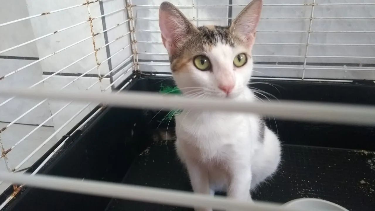 Doa-se essa linda menina de apenas 5 meses 
