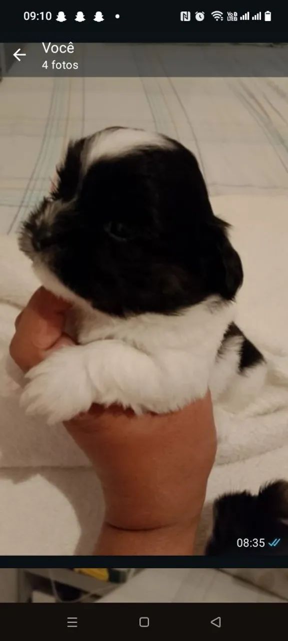 Pet - Foto 4
