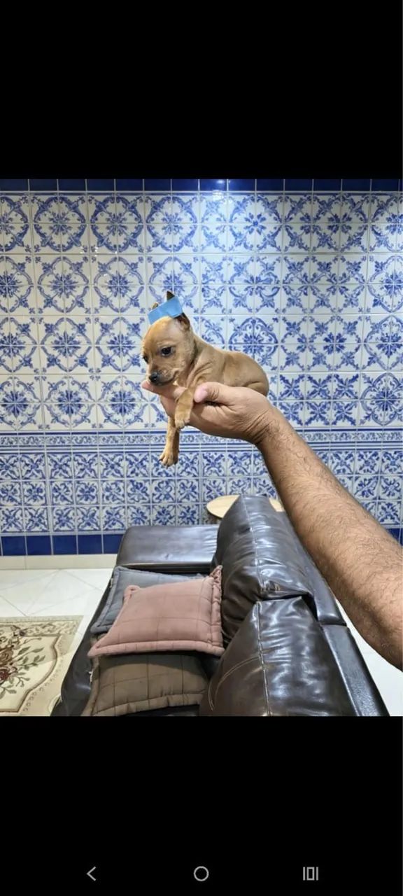 Pinscher 