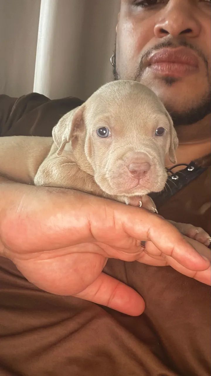 Pit Monster( Pitbull )  - Foto 4