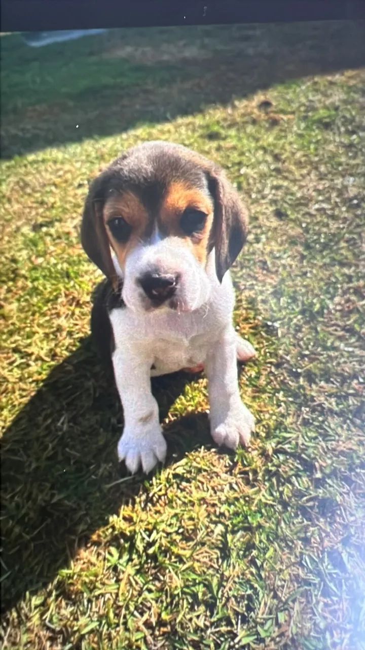 Cachorro beagle - Foto 3