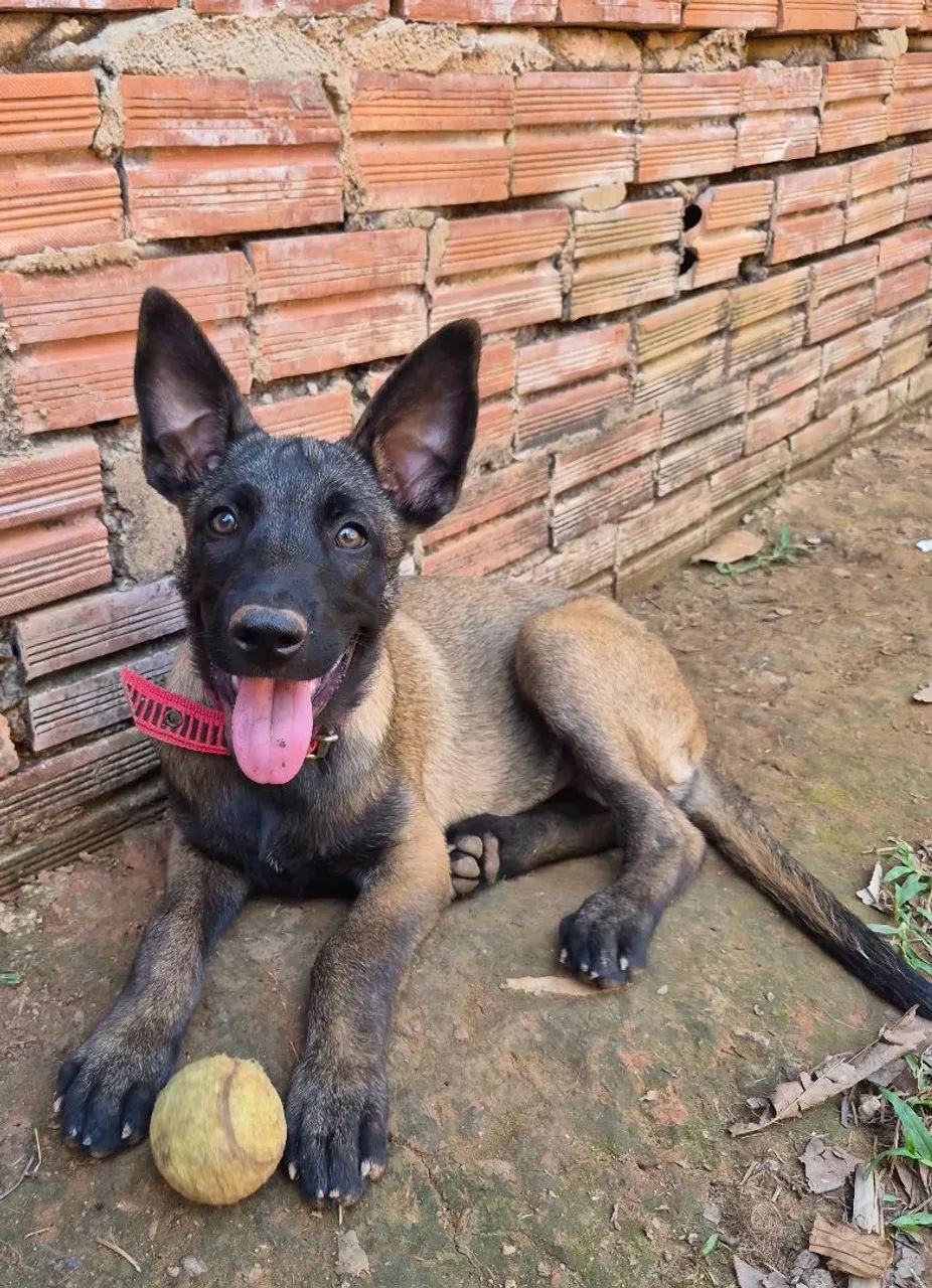 Vendo exemplar belga malinois macho vacina importada  e vermifugado  - Foto 3