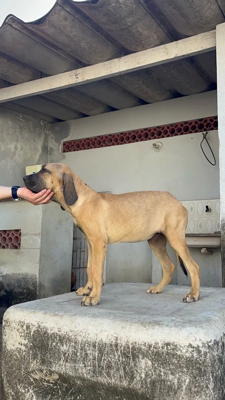Fila Brasileiro