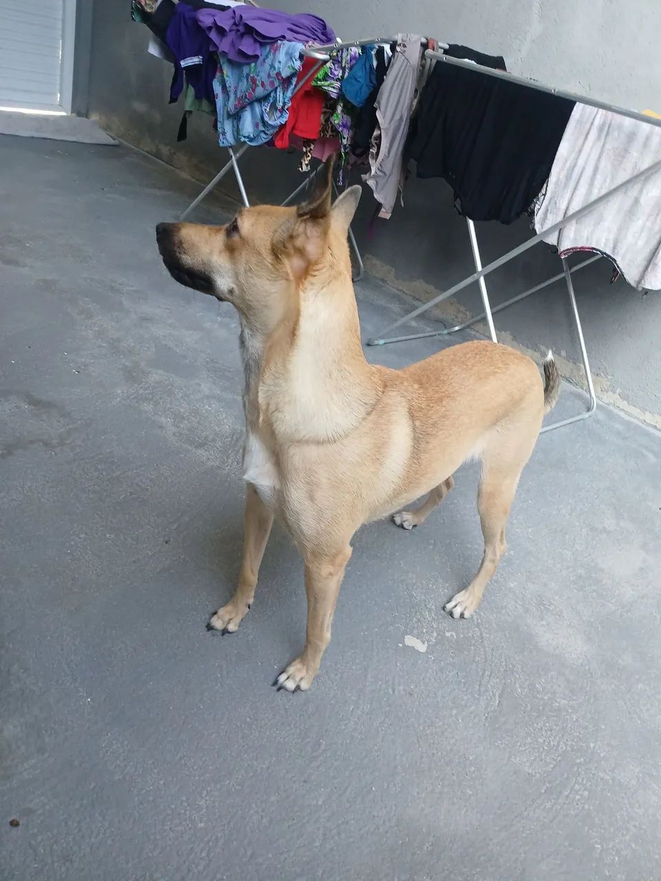 Doação  - Foto 3