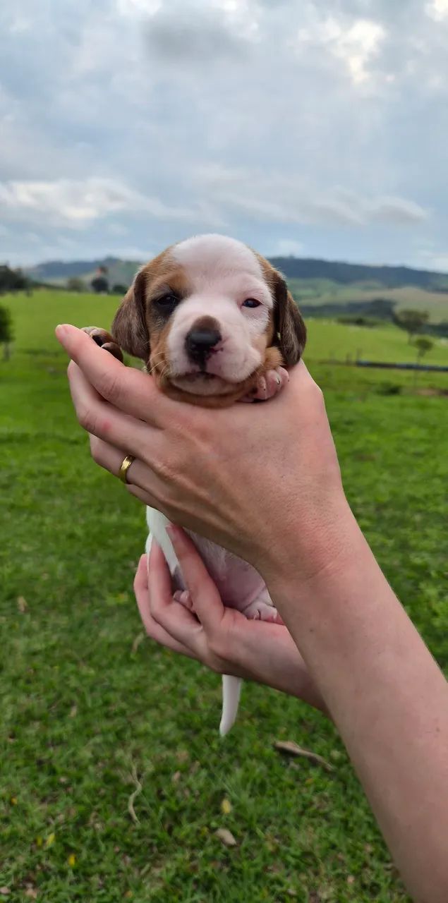Filhotes Dachshund - Foto 3