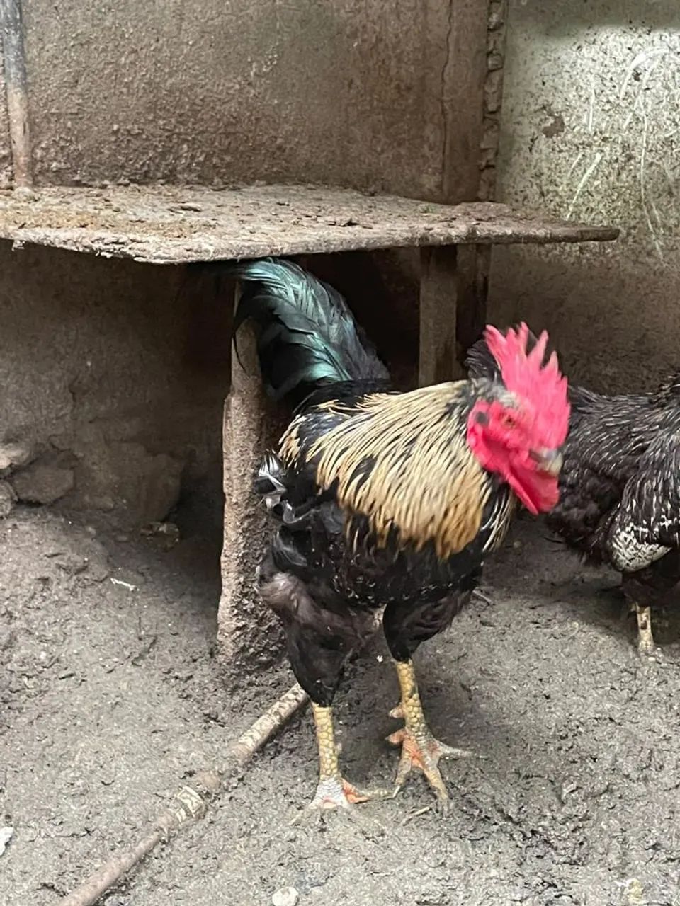 Galo - Foto 2