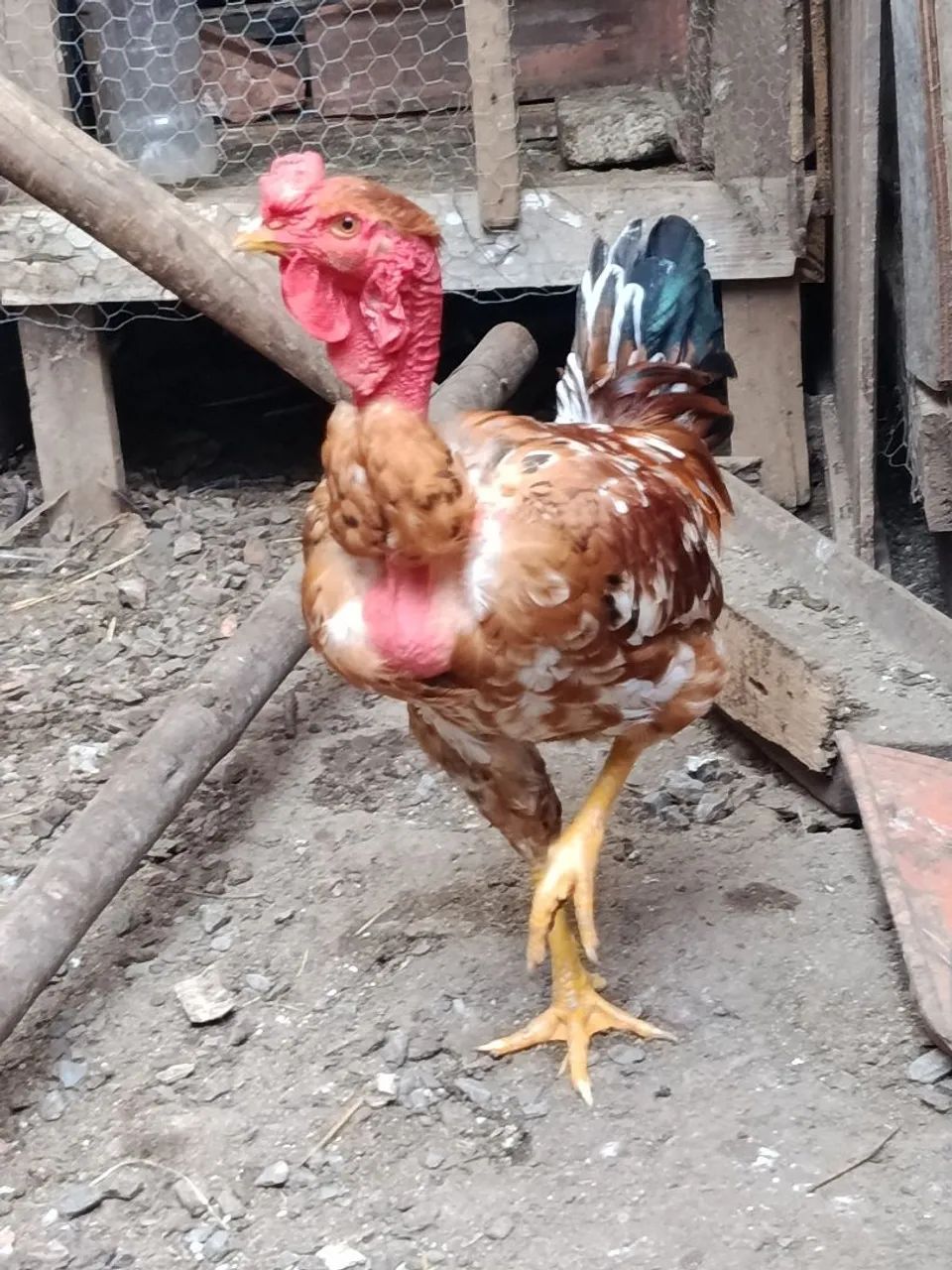 Frango Novo  - Foto 3