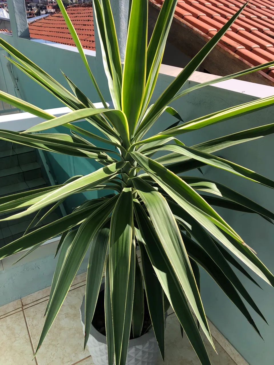 Planta Yuca (1) - Foto 2