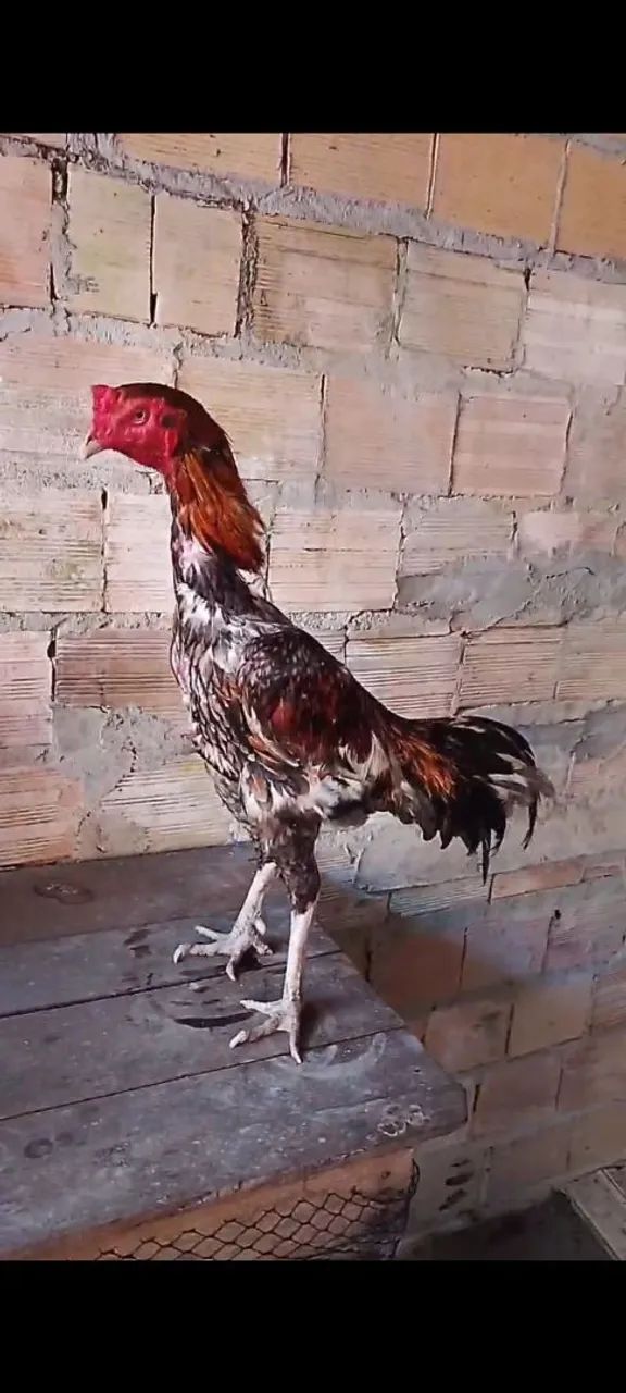 Galo canela branca  - Foto 2