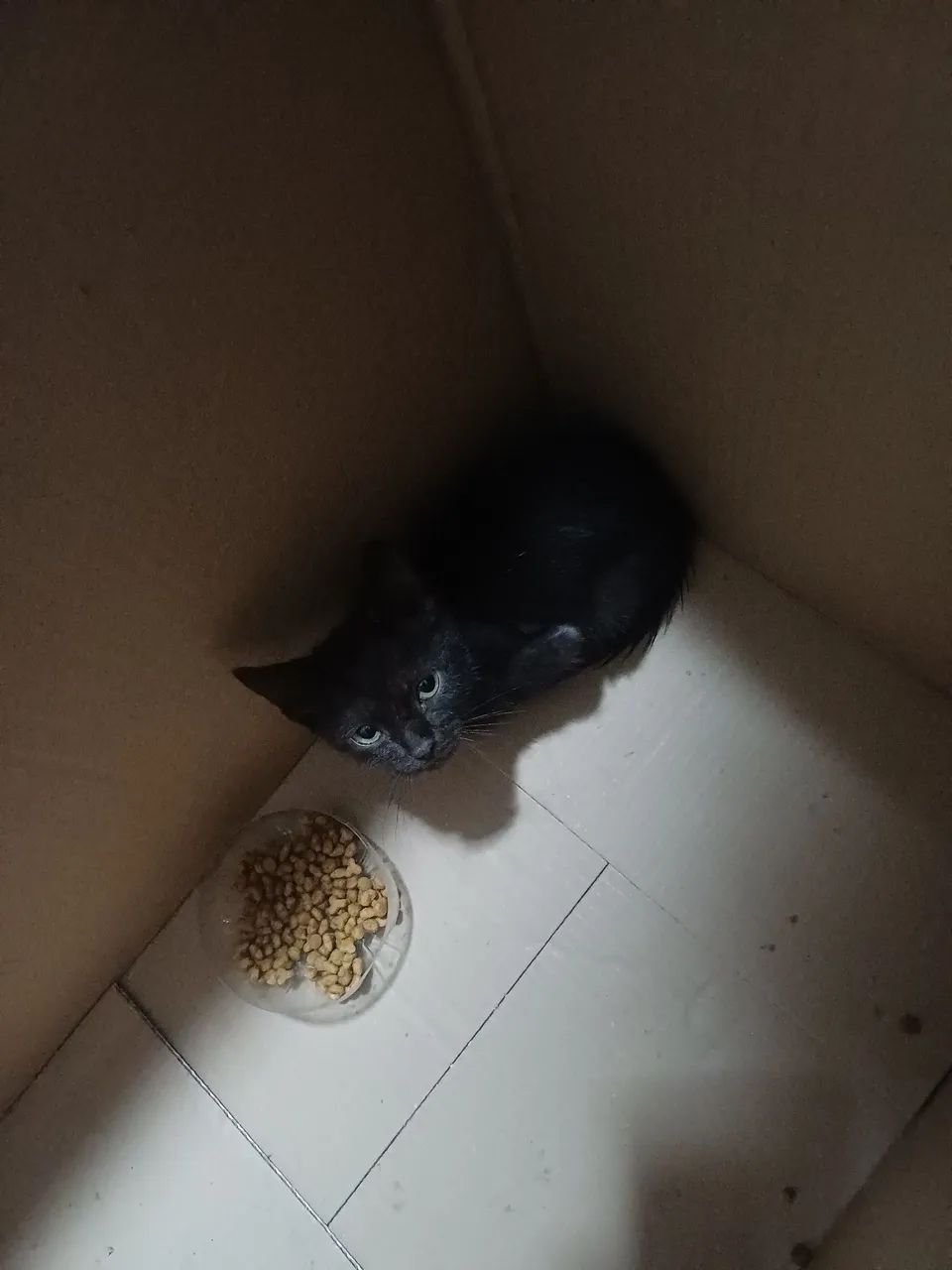 Gatinha preta para adotar - Foto 2