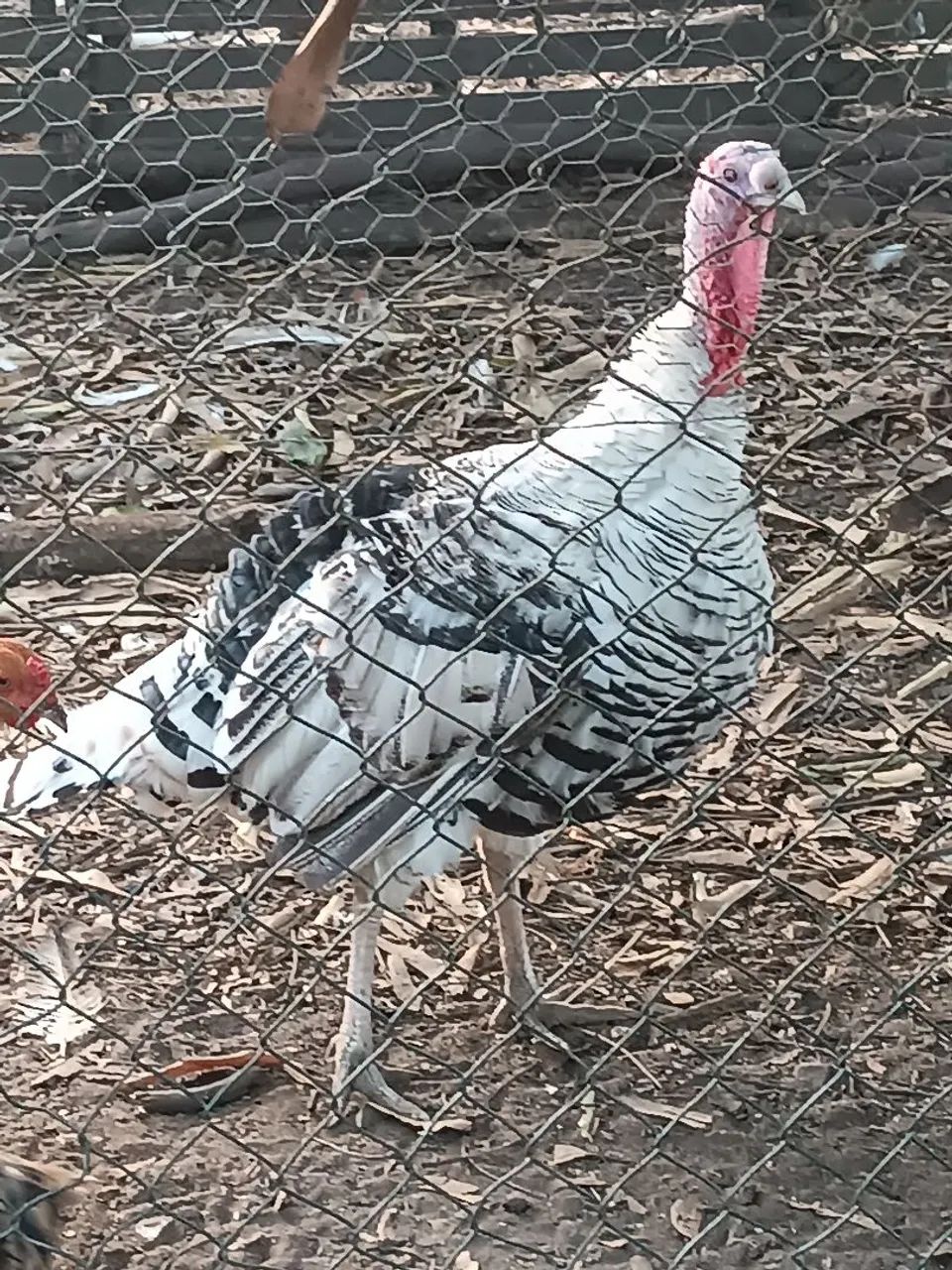 Perus Jovens 65126370451714123