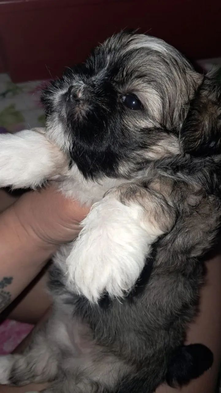 Shih Tzu - Foto 3