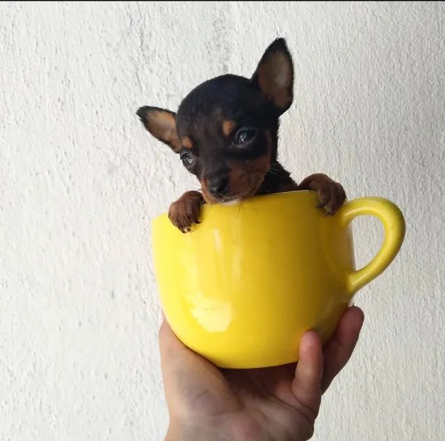Pinscher Tamanho 0 miniatura -O padrão ideal para sua casa 