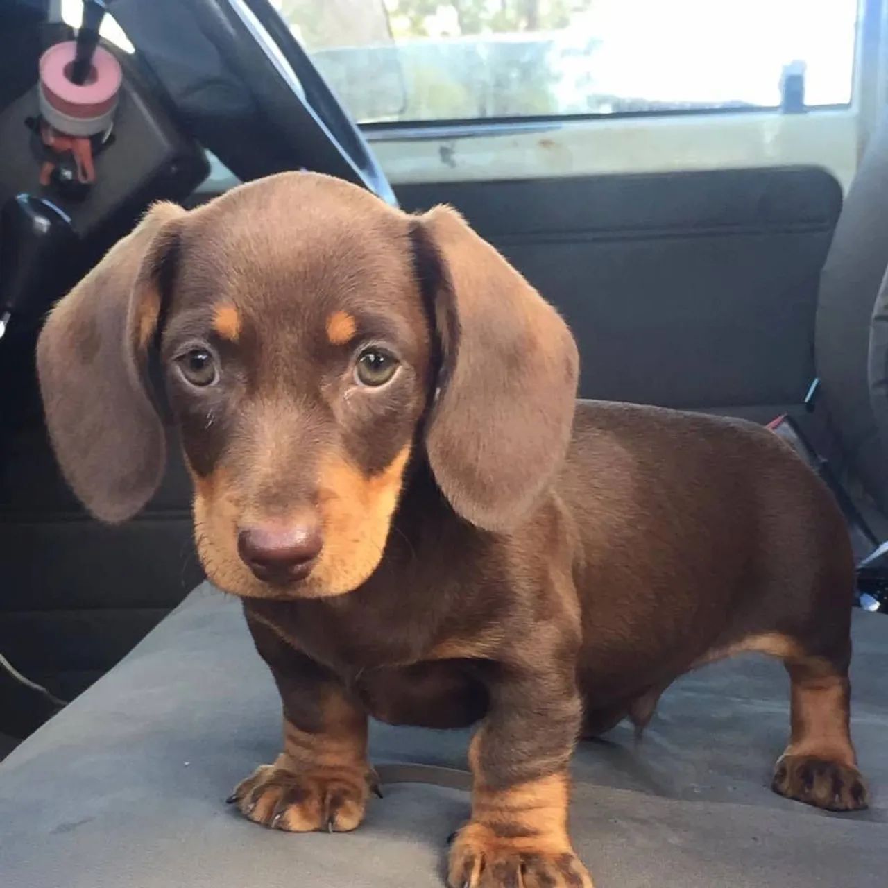 Filhotes de Dachshund mini 