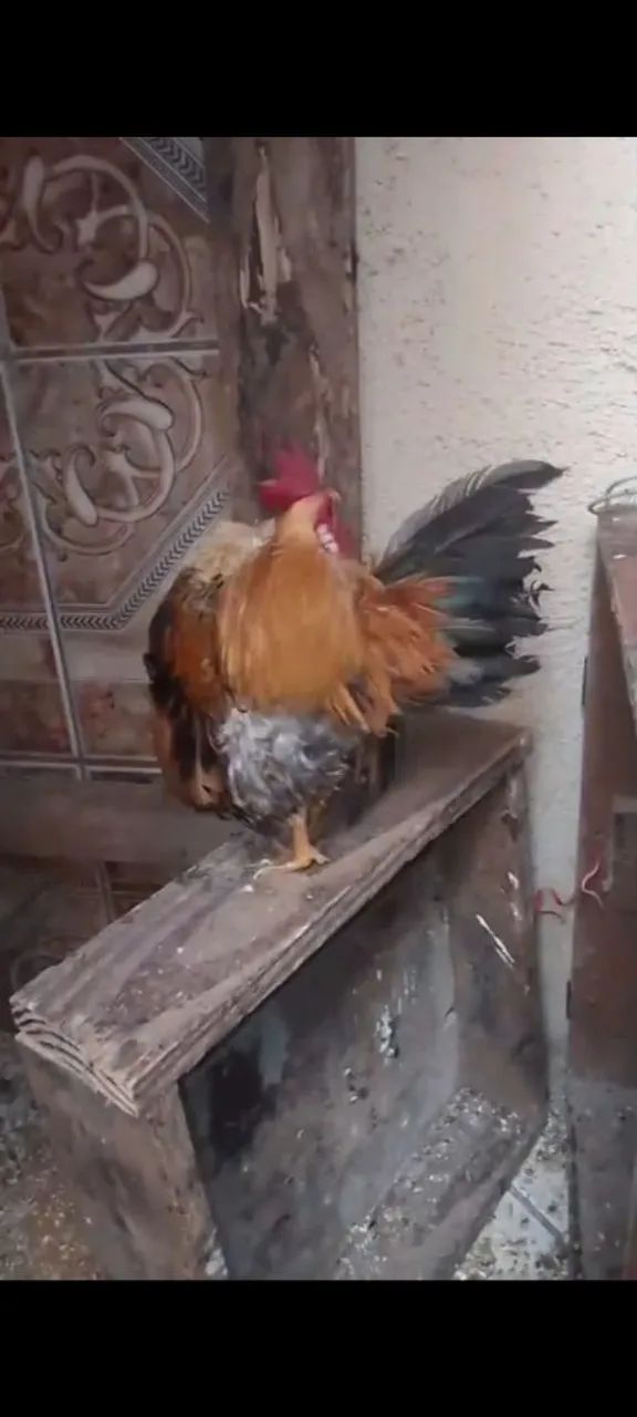 Casal serama  - Foto 2