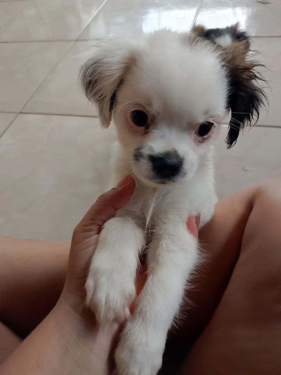 Vende-se filhotes de shitzu mais de 58 dias - Foto 5